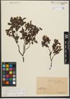 Foto von Salix waldsteiniana Willd.